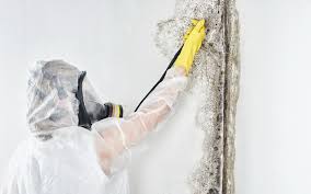 Best Mold Remediation for Healthcare Facilities  in Payson, AZ